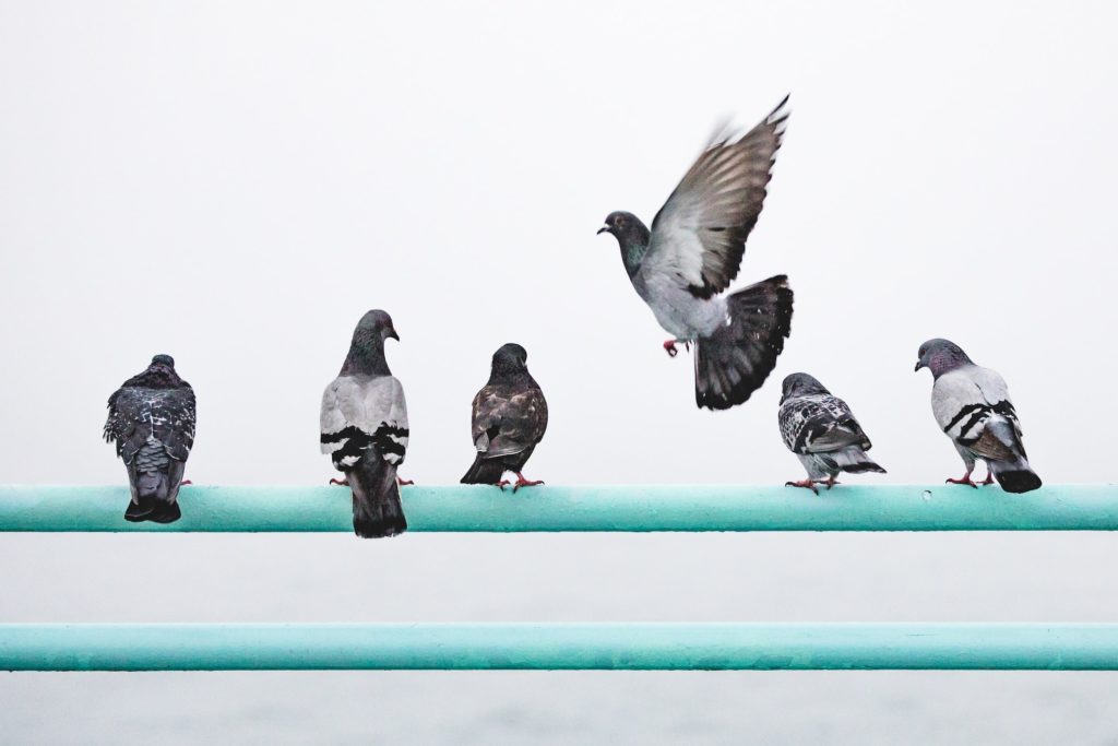 homing pigeons